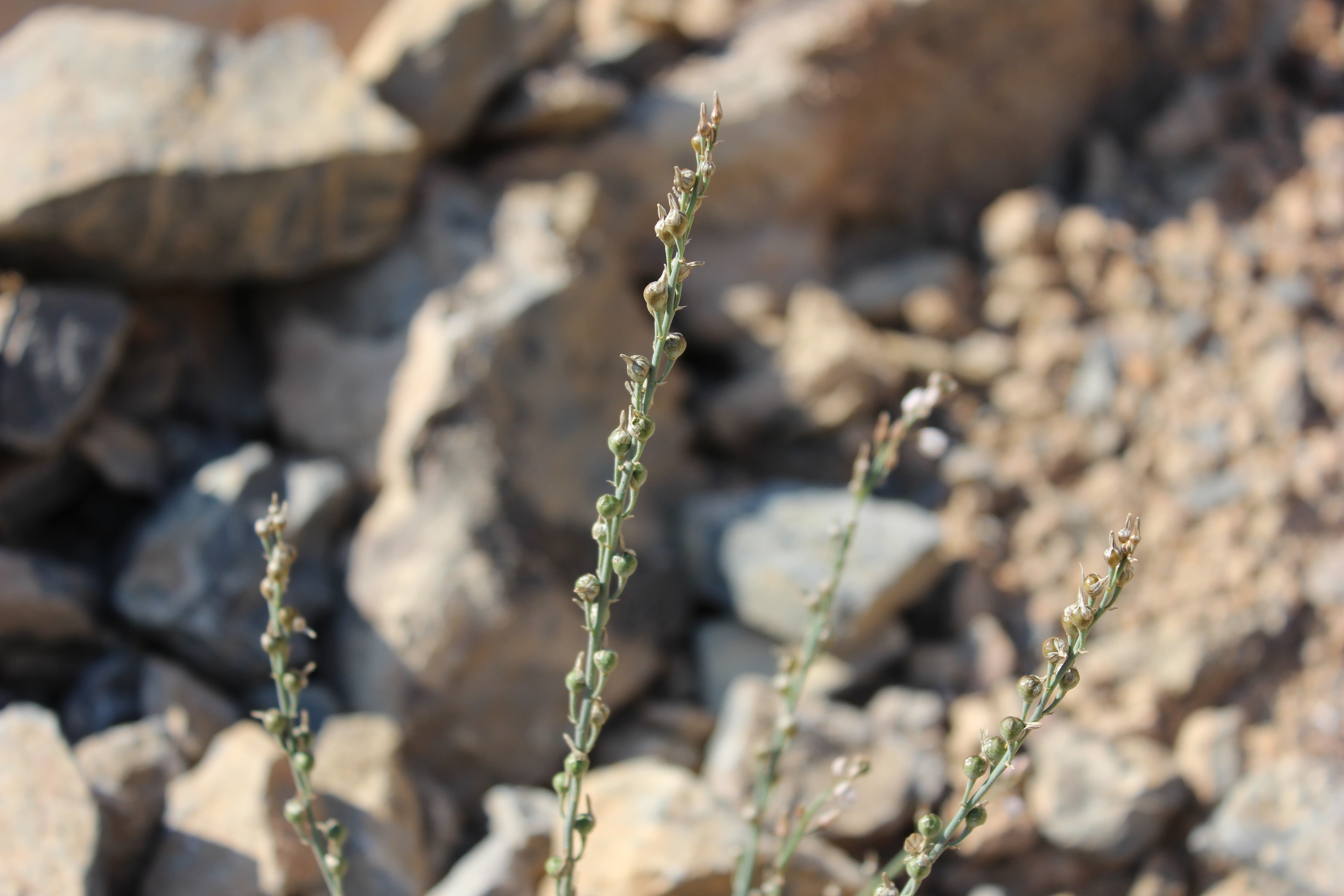 Plant Image